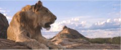 Christian The Lion