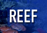 REEF